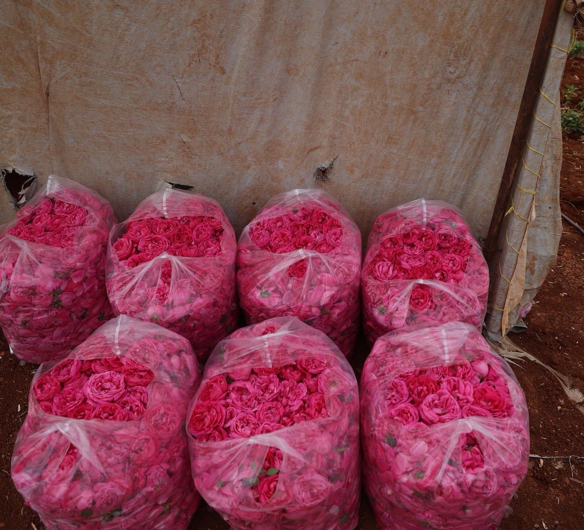 حصاد الورد الدمشقي في إدلب
