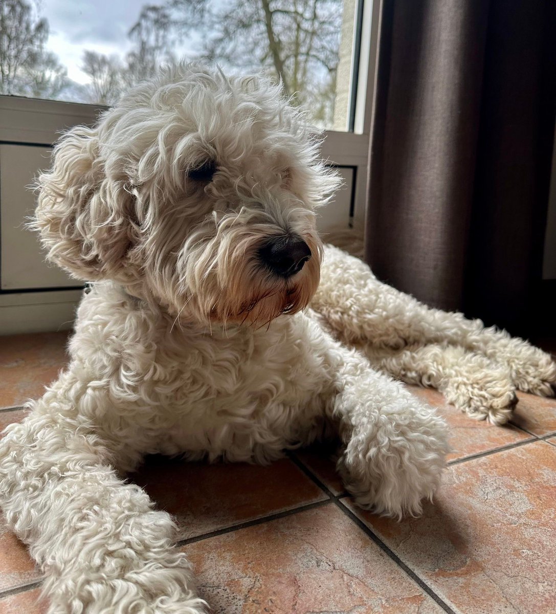 Chicodedoedel tweet media