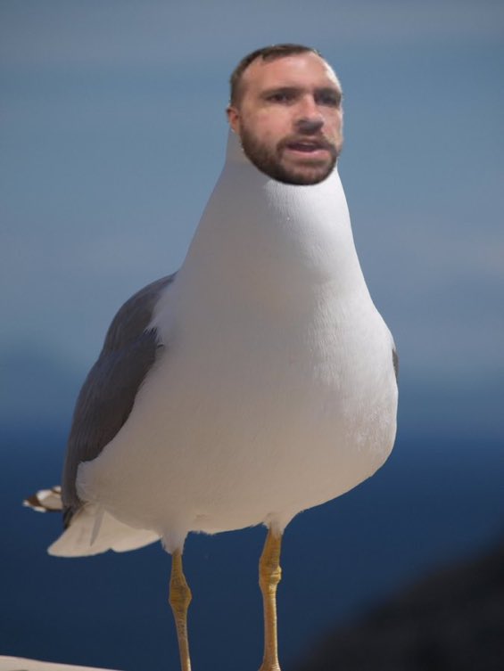 @snowy2007 Ah the return of #jonathanseagullis