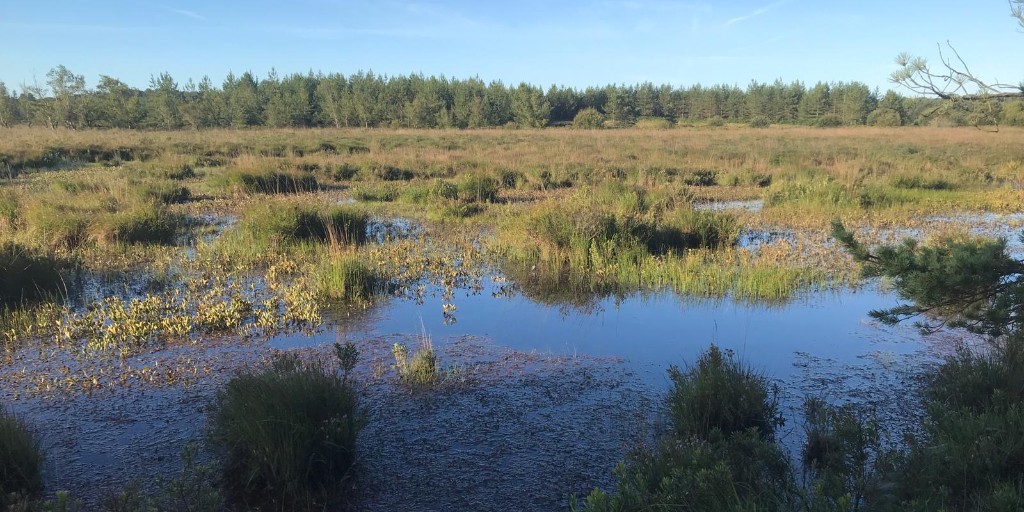 Find out how we are working with other local landowners in the county to restore precious #Peatlands in #DorsetForests 📹 bit.ly/3Jz1yxf #DorsetPeatPartnership