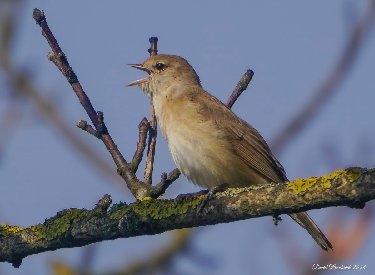 Garden Warbler in full song just south of Benacre Broad this morning ⁦@SuffolkBirdGrp⁩ ⁦@BTO_Suffolk⁩