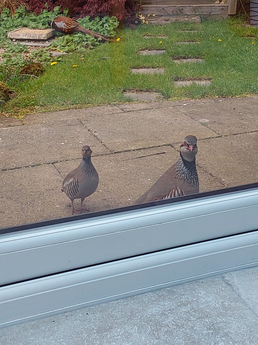 I think these two want me to move the Pheasant on and be quick about it.