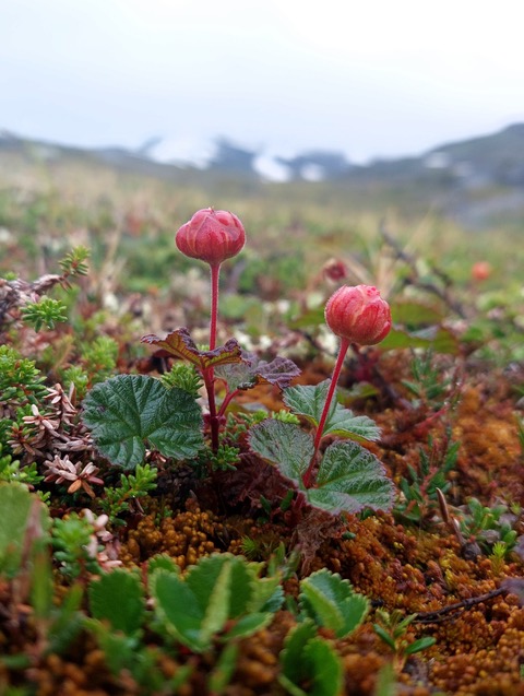 🌱 From the upcoming #AJB #Polyploidy special issue 🌱 Rethinking pathways to the dioecy–polyploidy association: Genera with many dioecious species have fewer polyploids By @WilOsterman, Adrian Hill, James Hagan et al. doi.org/10.1002/ajb2.1… #botany @wileyplantsci