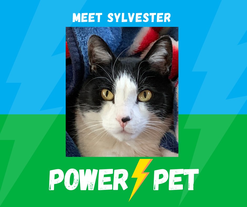 10 years ago, Sylvester was found wandering Staten Island as a kitten and was later adopted by Marissa Donofrio, a senior coordinator on our logistics team. She later found out Sylvester was deaf and that only strengthened their connection. “I fell in love with him!” #ESPowerPets
