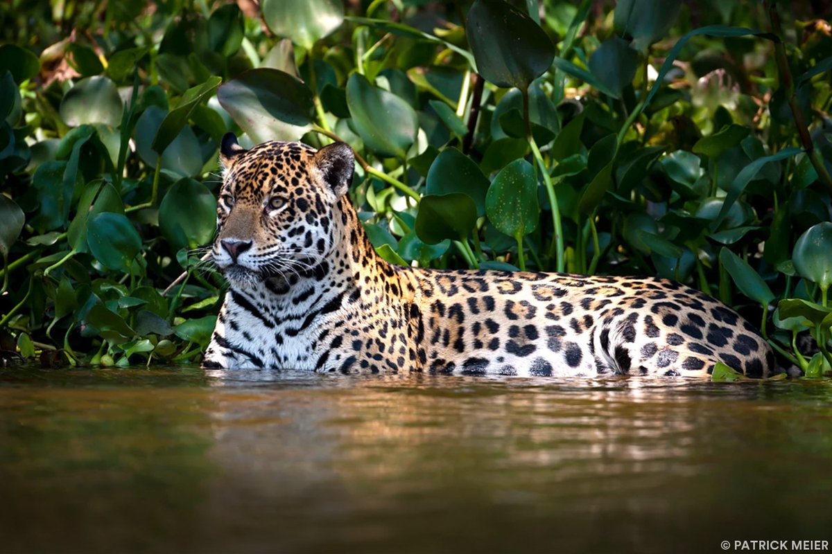 🚨🐆‼️ Bringing you some #goodnews on May 1: Panthera Brazil continues to implement anti-depredation measures in ten fazendas ('ranches' in Portuguese), which have all been proven to protect both domestic animals and wild cats. Learn more: bit.ly/3NowJg7