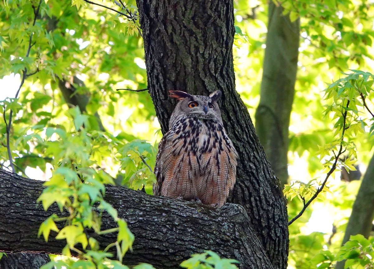 Here's another unpublished pic of Flaco. Same tree by the Loch as before, same date (4/21/23). This is the moment just before he started hooting. Sadly I only saw Flaco twice (other time, 9/17). But I'll continue posting anything worthy regularly. #birdcpp #Flaco #CentralPark
