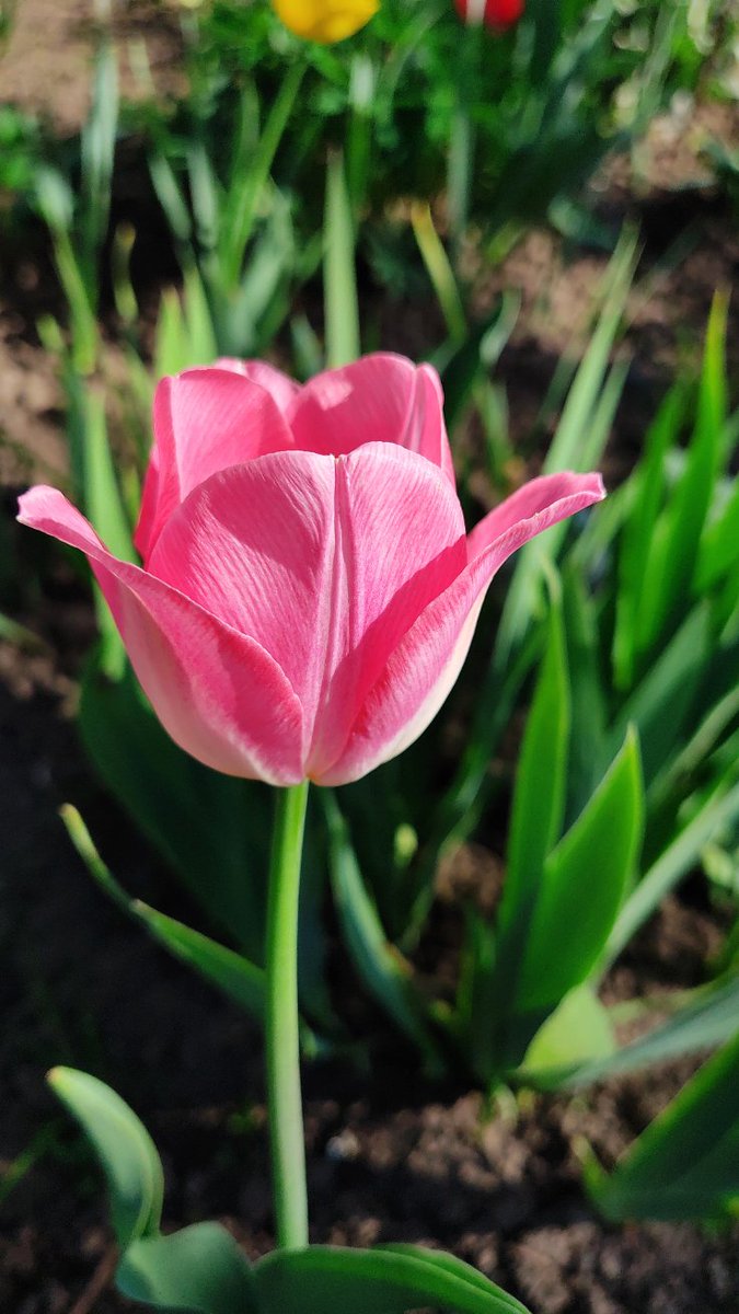 🌷🌷🌷 #spring #tulip #TulipTuesday #flowers