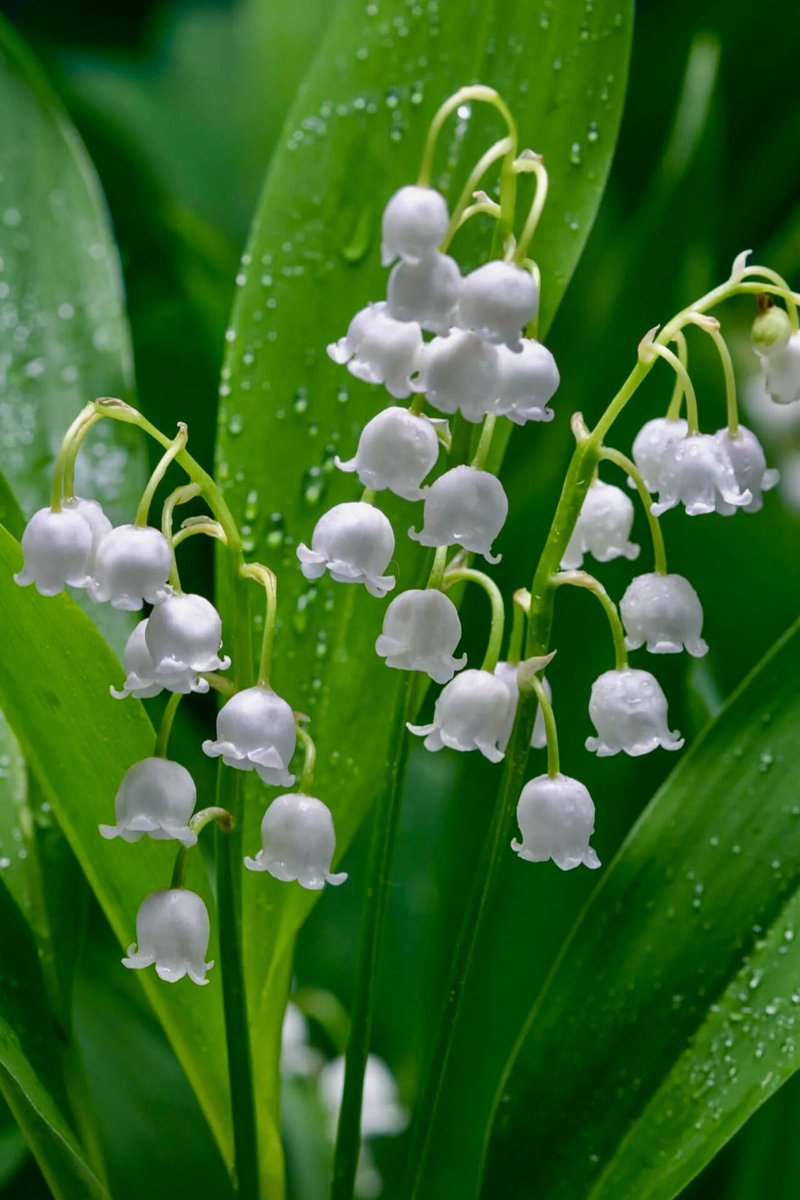 The month of May is the gateway to summer! May the month bring you sunshine, happiness, and endless blessings❣️ According to legend, Lily-of-the-Valley fell in love with the song of the nightingale and only bloomed when the bird returned to the woods in May. 🐦 💚 #Mayflower