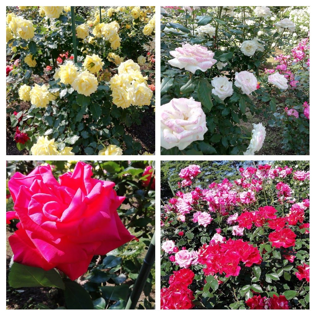 #FMとやま　#サンクススマイルミュージック　御中

リクエスト　マイク真木♪バラが咲いた

桜が終わり、チューリップが　終わると

次は　薔薇が見頃のシーズンになります。

綺麗で芳香な花ですが、いつも大きなトゲを見て

「セーラー服反逆同盟」での　中山美穂さんが敵を倒す武器を連想します。