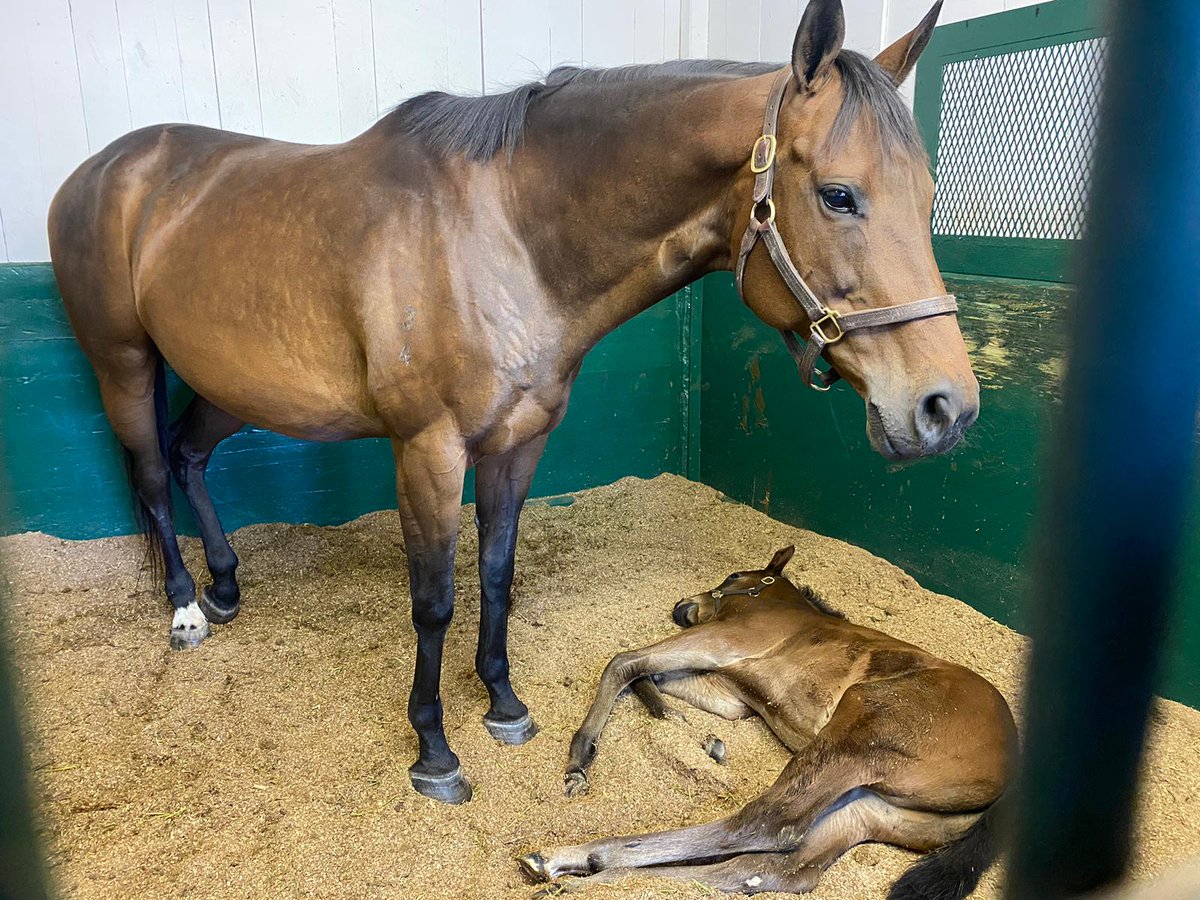 Oleksandra with her beautiful Life Is Good foal colt