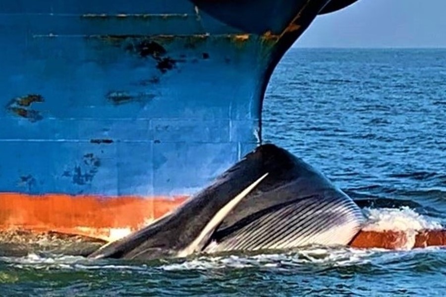 Shipping, cruise, and fishing vessels fatally strike an estimated 20,000 whales around the world. More than a third of all Atlantic right whale deaths along the US east coast can be attributed to ship collisions.  #WetTribe #TidetotheOcean #WhaleWednesday #VesselStrikes