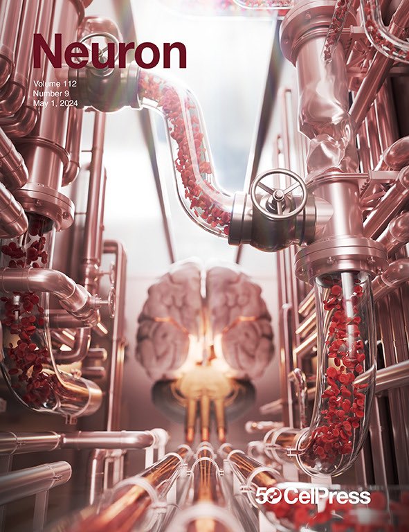 New cover for Neuron! 🧠 Big Role of Tiny Blood Vessels🩸 Tiny vessels connecting arteries together can rescue brain after stroke! @mohamad_elamki and @susewegener found out that in stroke patients and mice, these tiny vessels (collaterals) regulate reperfusion after stroke.…