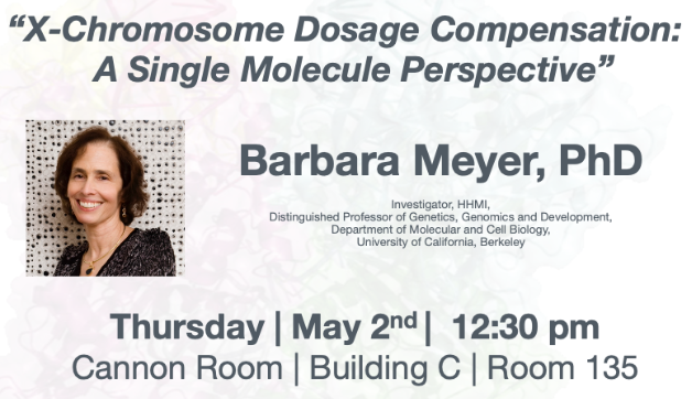 Please join us in person for the BCMP Seminar on Thursday, May 2 at 12:30pm by Barbara Meyer, Dept of Molecular and Cell Biology, UC Berkeley, and HHMI Investigator. @berkeleyMCB @UCBerkeley @HHMINews