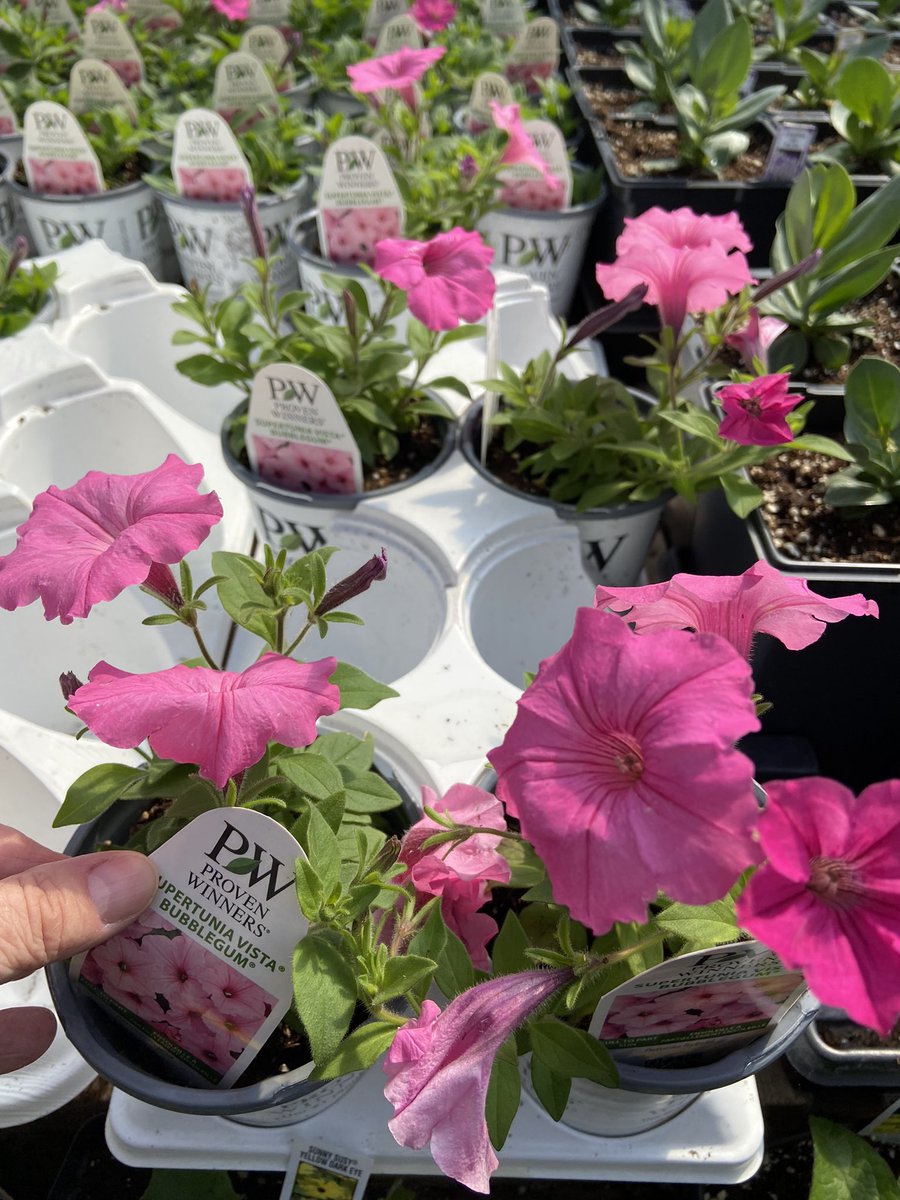 Vista Supertunias are amazing! I changed to the Vista type of supertunia petunias. Why? They get huge (3 ft) and NO deadheading! They like room and fill huge pots, keeping costs low! Win win. Mini’s don’t get as big. Try Vista Bubblegum as the biggest and best (IMO). 🌸💚