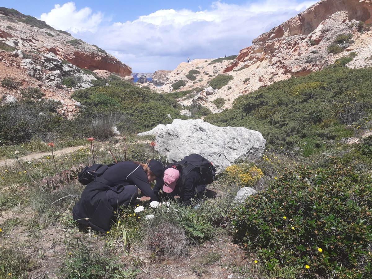 evoimec's tweet image. Having a great time researching #spider, #spidersilk and #spiderweb in Portugal. 🤩🕷🕸🇵🇹