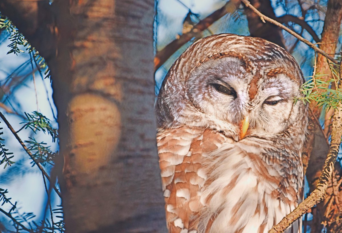 “It’s corrupted thinking by U.S. Fish & Wildlife to shoot more than 470,000 barred owls over the next 30 years for the sake of spotted owls, while the real threat to spotted owls—humans logging the forest they call home—goes unabated,” says Priscilla Feral, Pres. @FoAorg