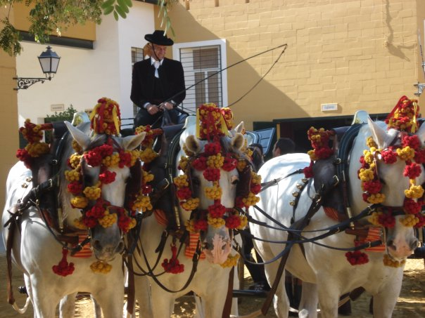 Carthusian horses - The oldest remains found in the Iberian Peninsula come from the Paleolithic era and are found in the form of cave paintings which show the importance that horses already had in the lives of people in prehistoric times.
#Spain #TravelGuide