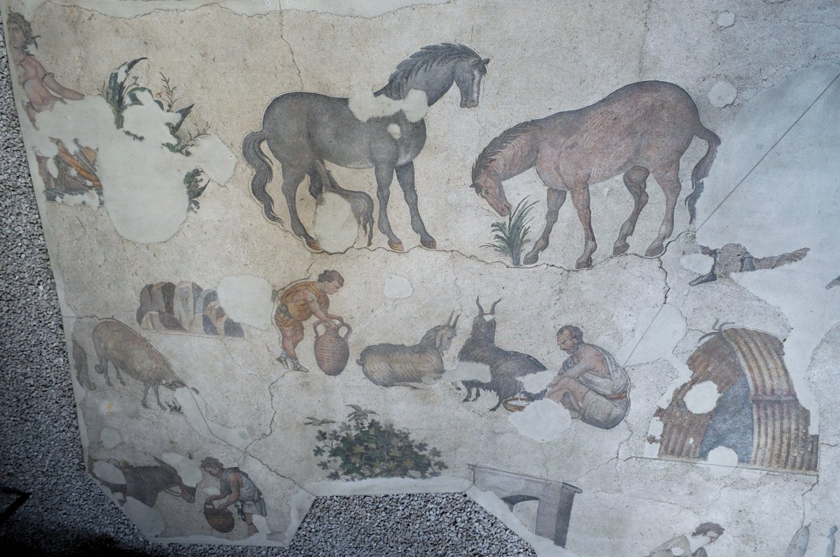 Farmer Work depicted at the Great Palace Mosaic Museum Shepherd milking goats, boy offering feedbag to donkey, and boys herding geese