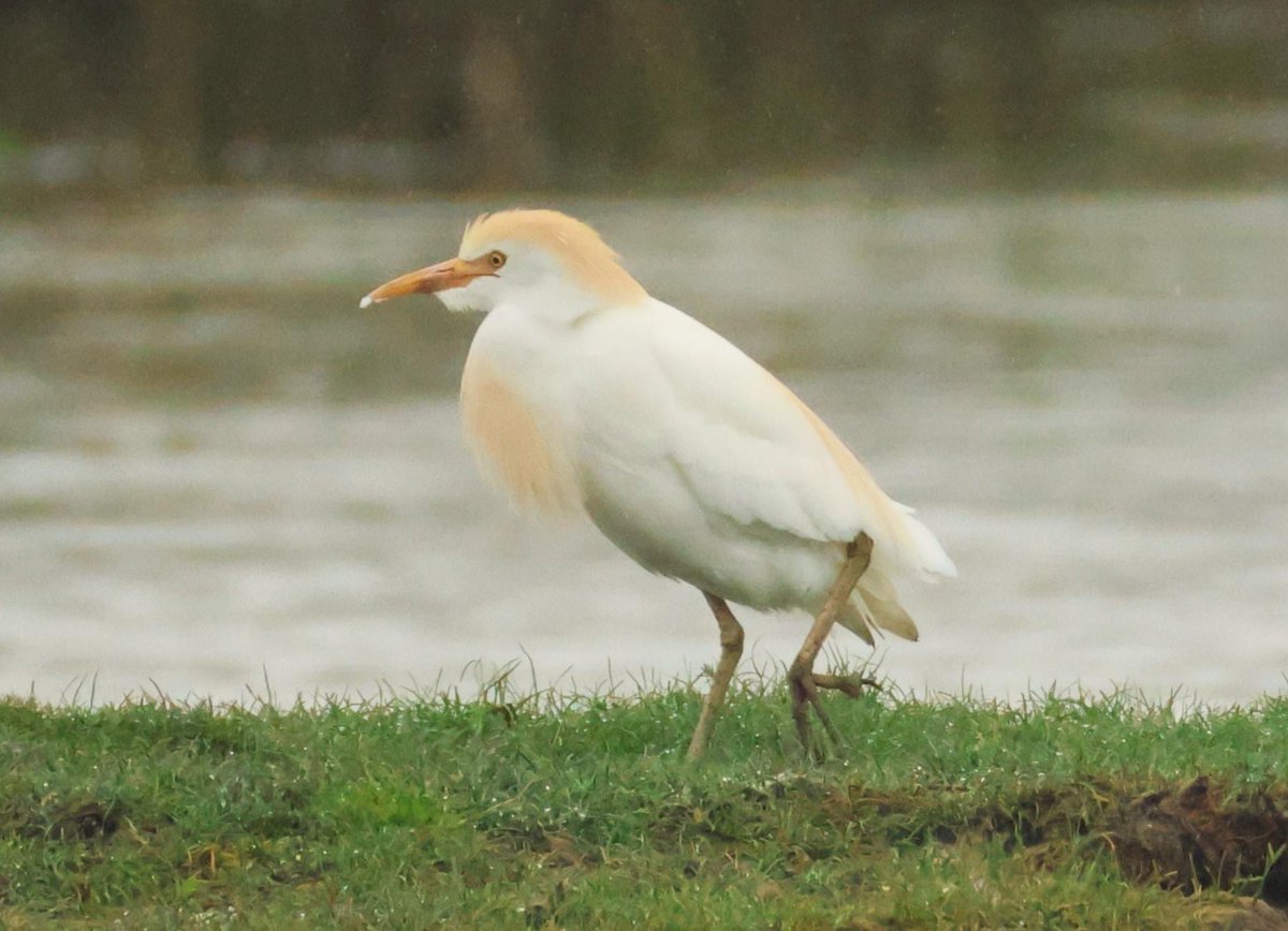Cattle Egret looking a bit fed up in the rain at Lodmoor RSPB this morning