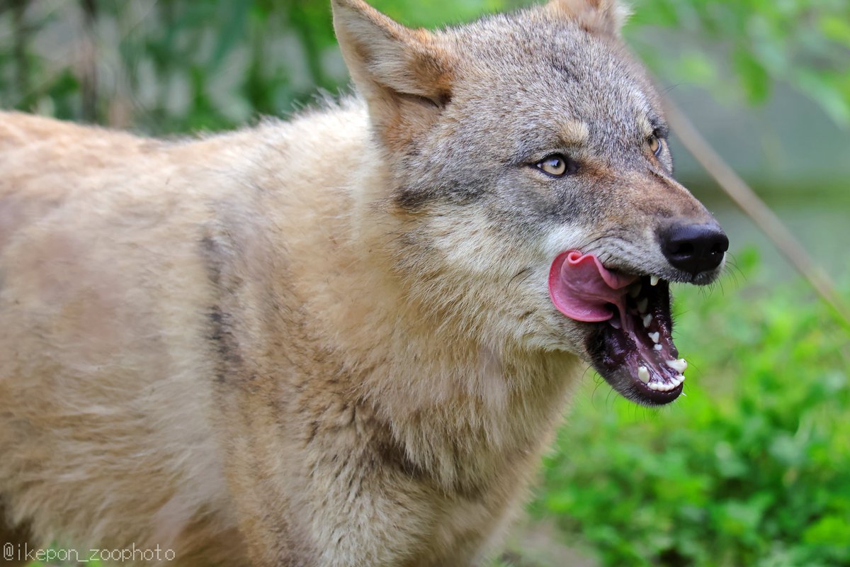 スイちゃん（＾ω＾）ﾍﾟﾛﾍﾟﾛ #多摩動物公園 #タイリクオオカミ