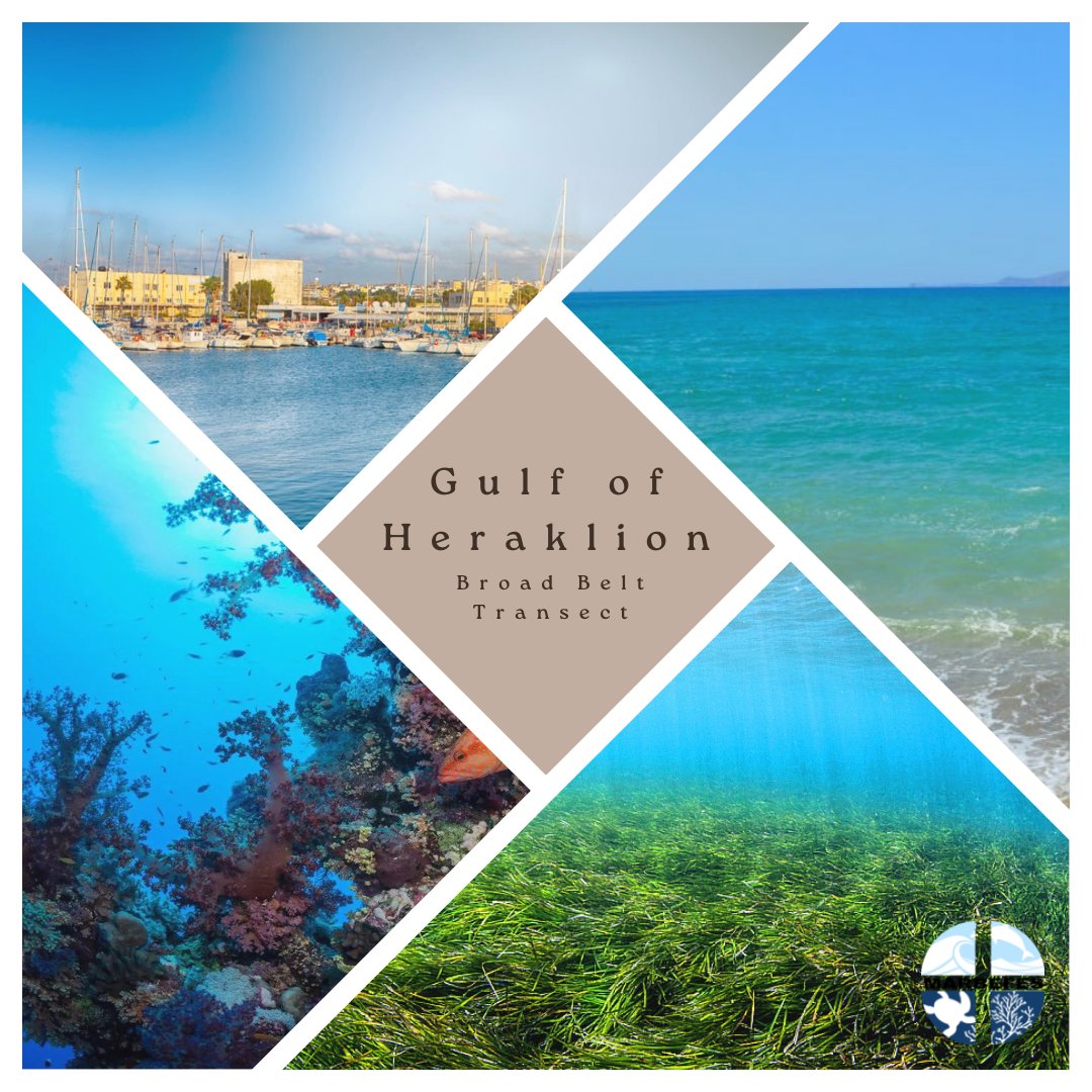 Our next BBT highlight is from Crete, Greece, with work led by @HcmrInOcean applying project tools to better understand this amazing ecosystem which includes loggerhead turtles and seagrass meadows!
#heraklion #crete #posidoniaoceanica