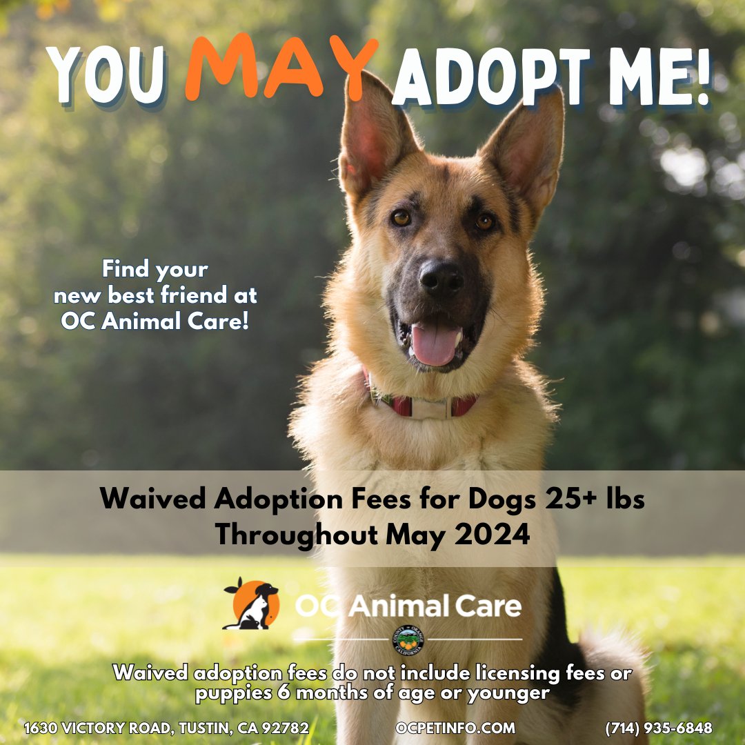 Let May be the month you make a difference by adopting a dog from OCAC! By adopting, you're not just gaining a loyal companion, you're also giving a deserving animal a second chance at a happy life. With every tail wag and gentle nuzzle, our doggies say, 'you may adopt me!'