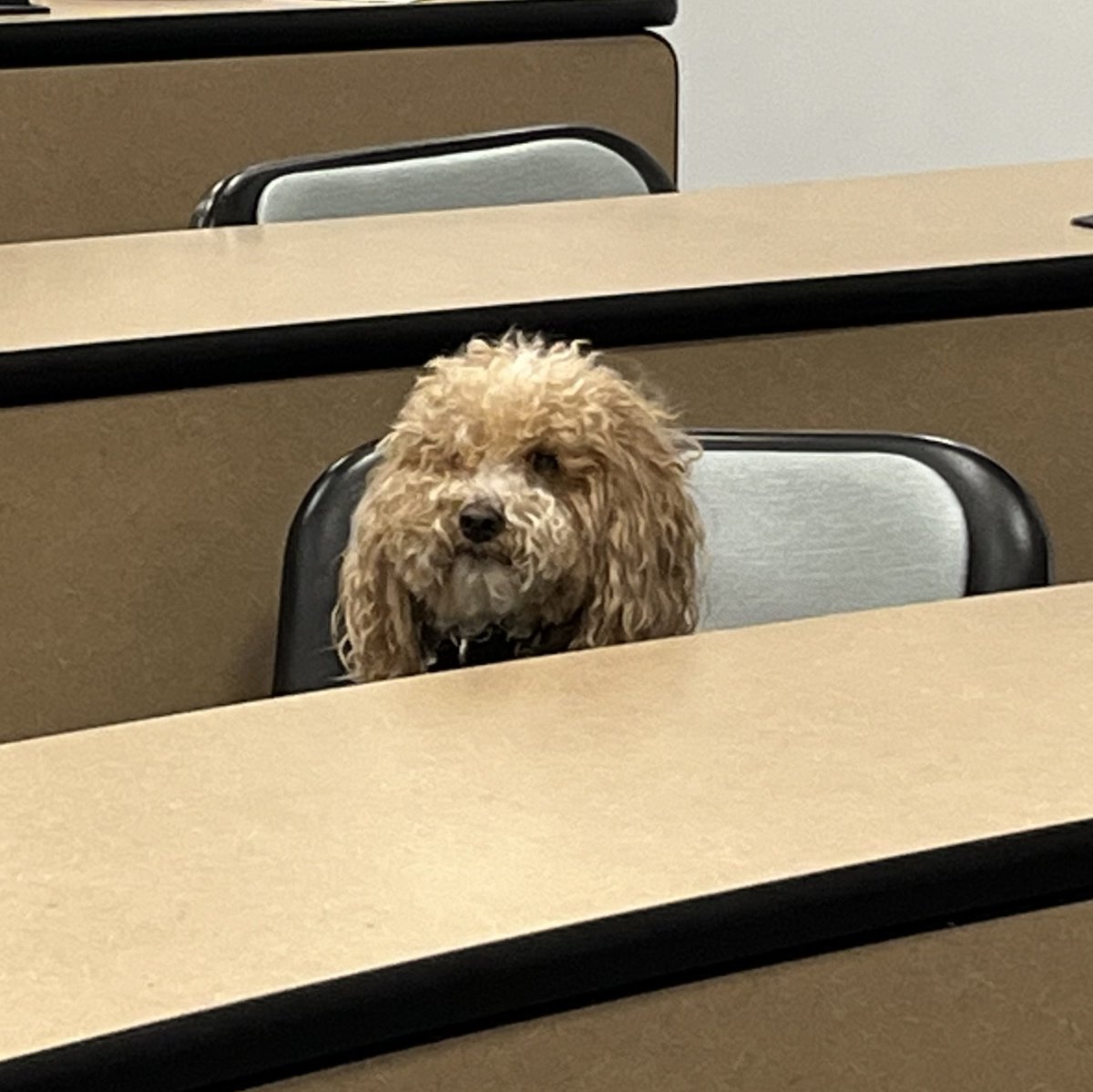 Resident Chemistry pup during finals week. What is he thinking/feeling?