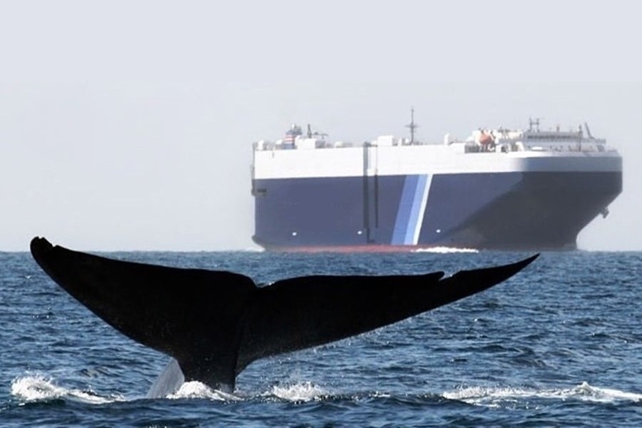 Nearly half of commercial container and bulk vessels operating off the coasts of Georgia and the Carolinas are exceeding seasonal speed limits created to protect the endangered North Atlantic right whale.  #WetTribe #TidetotheOcean #WhaleWednesday #VesselStrikes #RightWhales