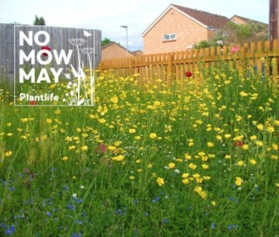 Join our No Mow May™ movement. Don’t mow this May and let it grow! Register your participation in this campaign: Plantlife's No Mow May Movement and increase the number of people in Aberdeen showing as taking part. #NoMowMay Share your own photo