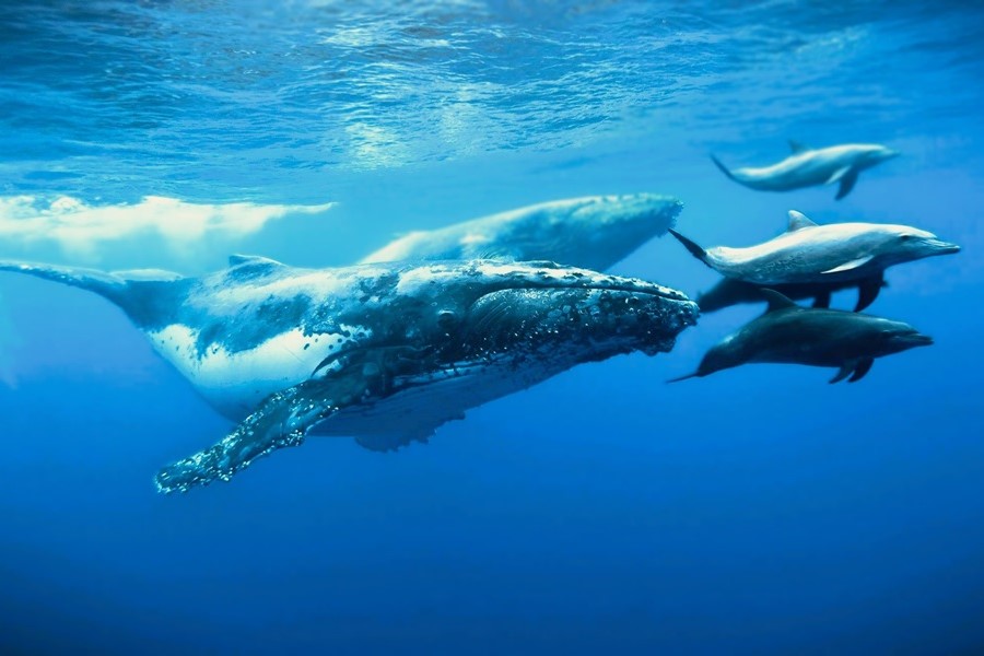 No other species on earth evokes so much human fascination and empathy as whales and dolphins, which have become tragic symbols of our deteriorating relationship with the ocean. #WetTribe #TidetotheOcean #WhaleWednesday