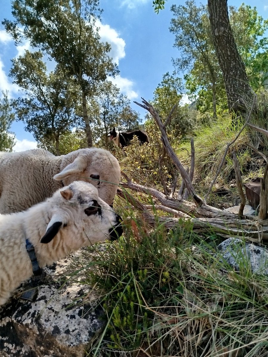 El seu primer dia de pastura. El seu món es fa gran!