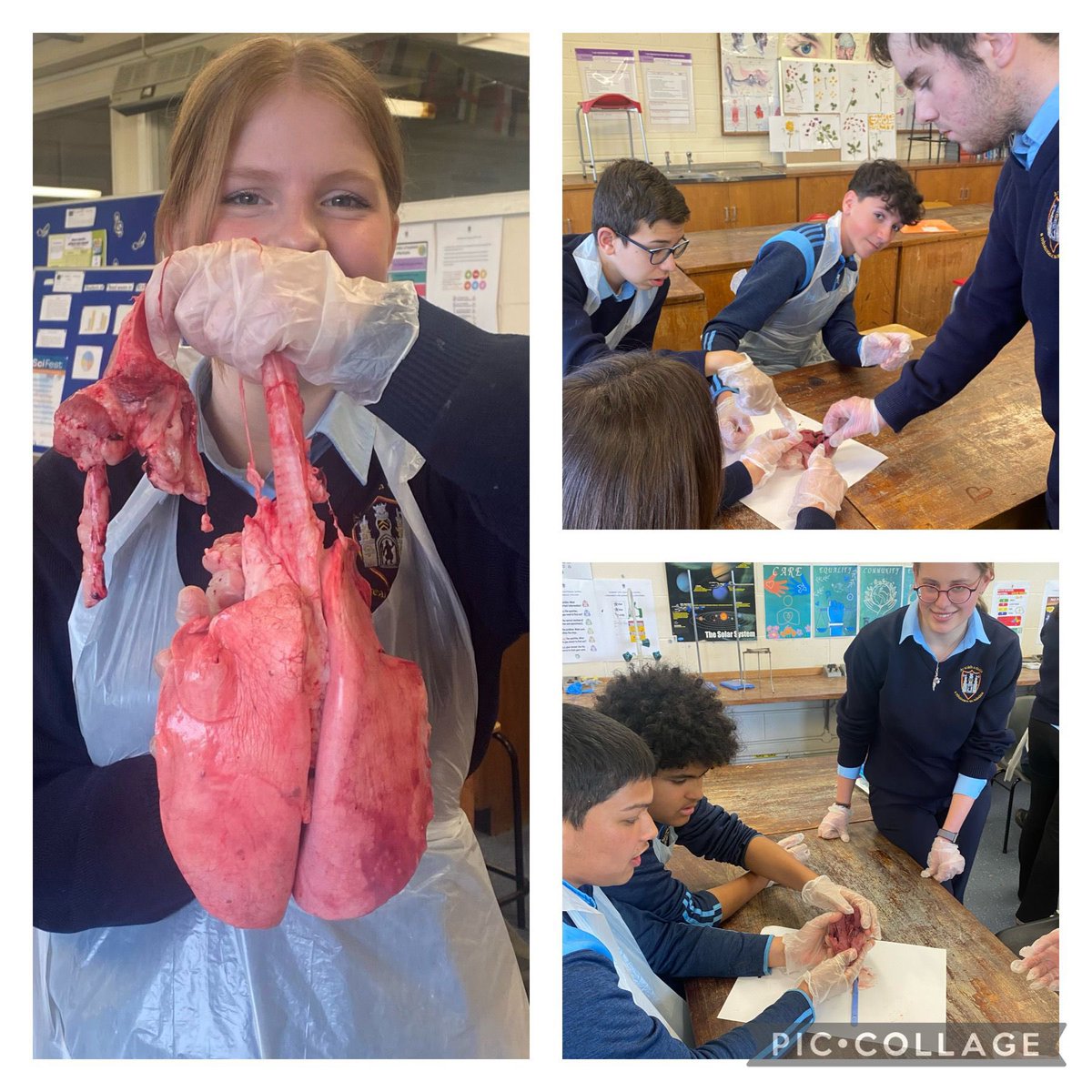 A big thank you to our 6th Year Biology students who came in to teach our 3rd Year Science students about the circulatory system and the breathing system.  They even brought some real life models with them 🫀 #peerlearning #excellenceineducation