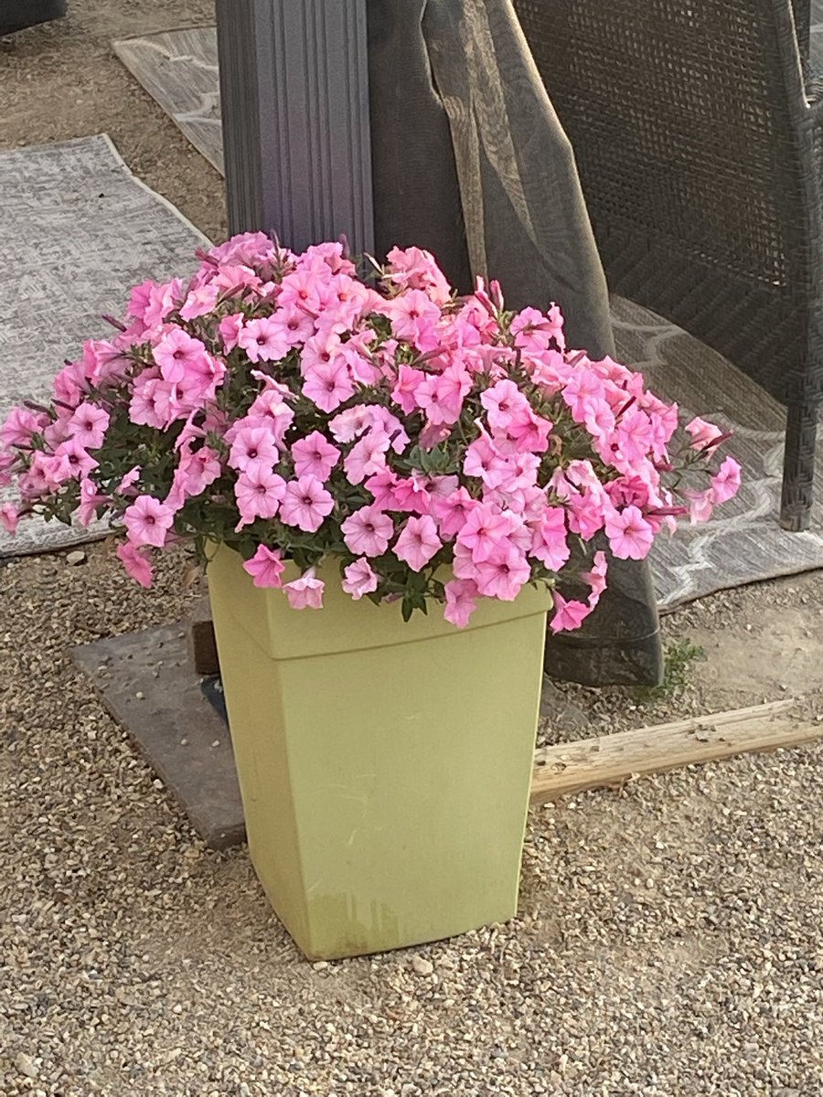 This is one Vista Bubblegum plant in a 15” pot. This year the greenhouses are selling these for $6.49 or $6.99. We are Sk. Gives great colour, saves money, and NO deadheading! Cheers!