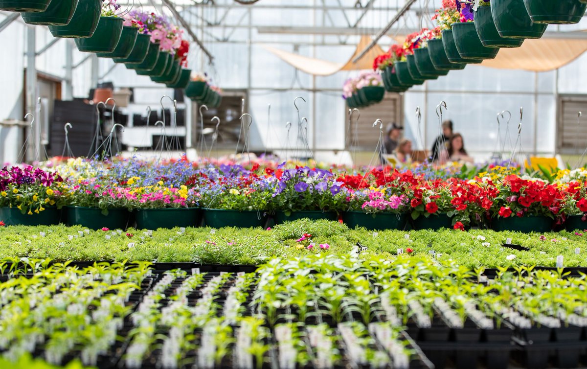 The CETC's Annual Plant Sale is back! Join us in supporting our Agricultural Sciences program and the incredible efforts of our students. Visit us on May 3 & 4, 9 a.m.-4 p.m., and May 6-10 (or until sold out), at the CETC, 1200 South Sunset St. #StVrainStorm @CETC_SVVS