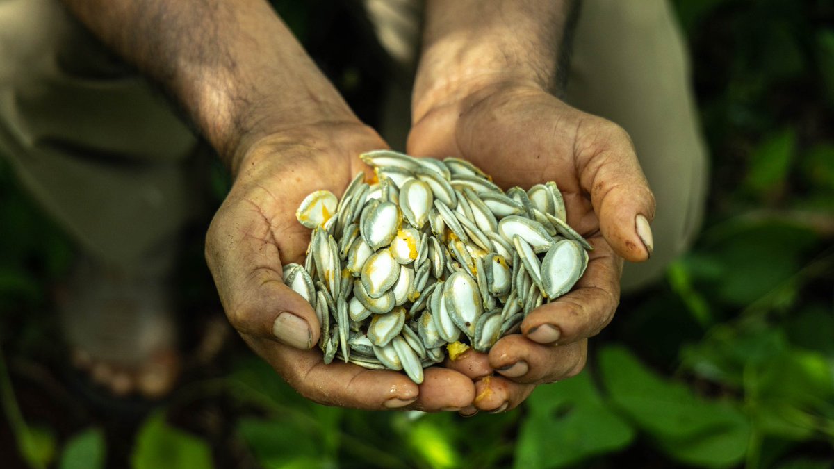 Driven by #economic hardships, people in rural areas often migrate to urban areas for better opportunities. @Heifer’s seed loans and seed-saving training makes local agriculture profitable & sustainable, so #migration is a choice, not a necessity: bit.ly/3xXy4Xj #farmers