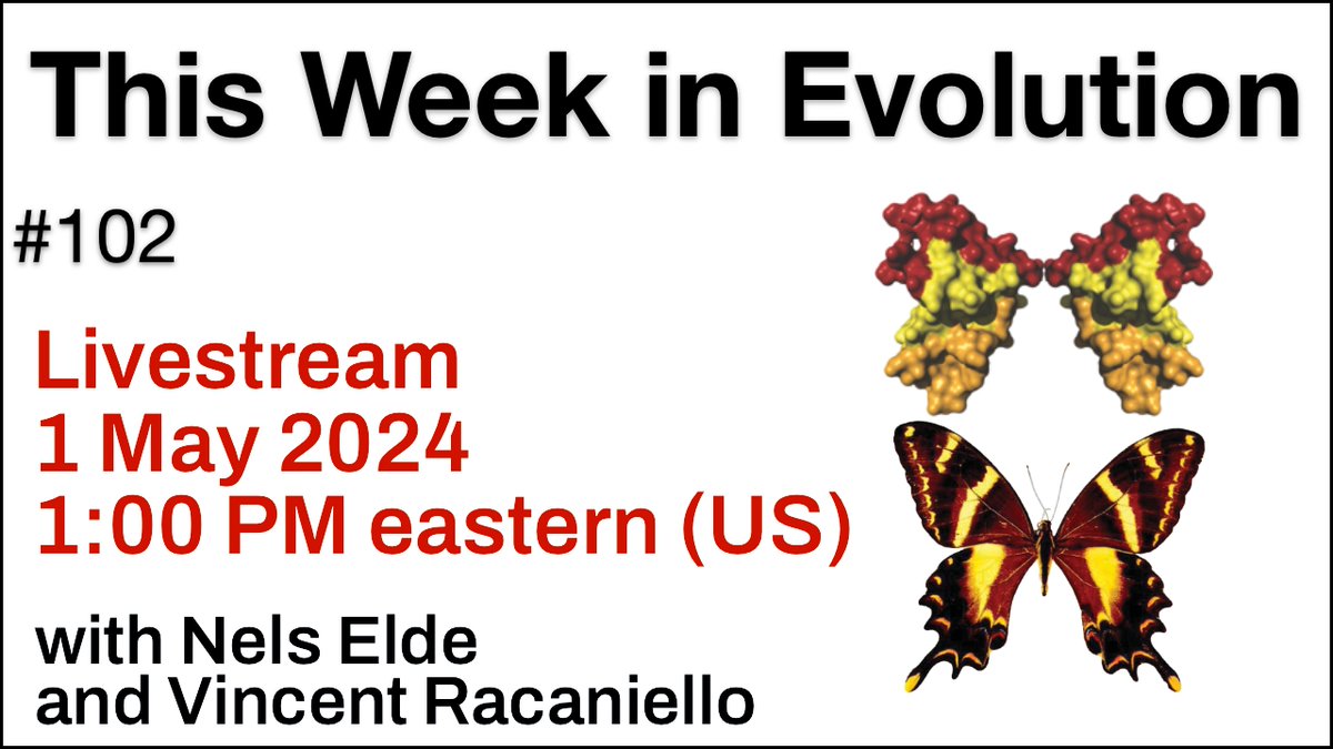 Starting soon! ⏰ TWiEVO Livestream 5/1/24 1pm EST 〰️ Nels and Vincent livestream an episode of This Week in Evolution where they discuss the paper, 'Macroalgal deep genomics illuminate multiple paths to aquatic, photosynthetic multicellularity.” 📺 bit.ly/4bhL60e