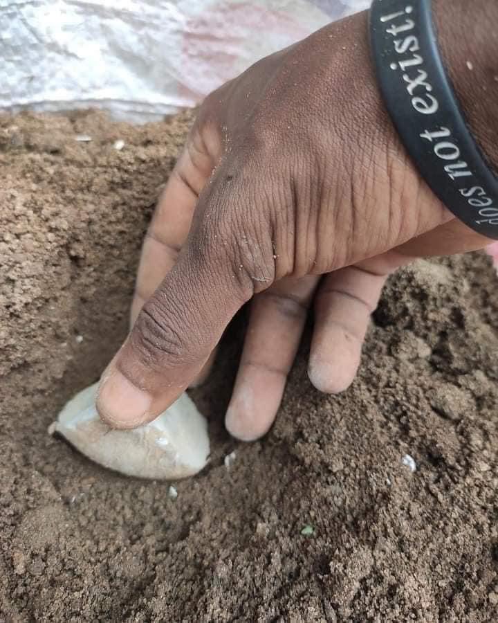 Oladapomikky1's tweet image. I observed this yam farming technique. 
I had to share because, as they say, knowledge is power.
Here is how you grow yam from the comfort of your compound using these steps
Step1 - Get cement sacks or rice sacks, the bigger the sacks the better. 
Step2- Get ash from burnt…