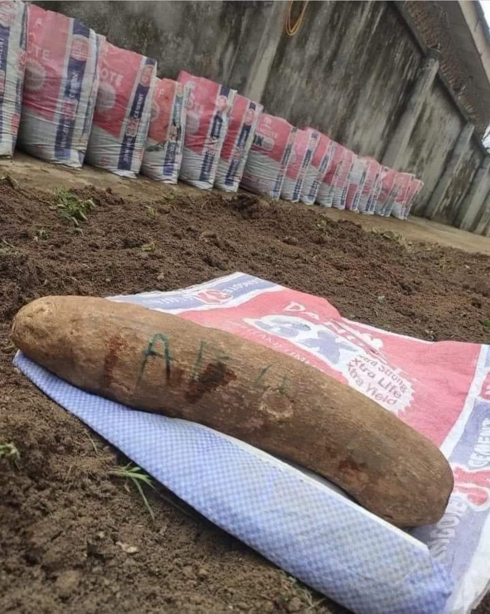 Oladapomikky1's tweet image. I observed this yam farming technique. 
I had to share because, as they say, knowledge is power.
Here is how you grow yam from the comfort of your compound using these steps
Step1 - Get cement sacks or rice sacks, the bigger the sacks the better. 
Step2- Get ash from burnt…