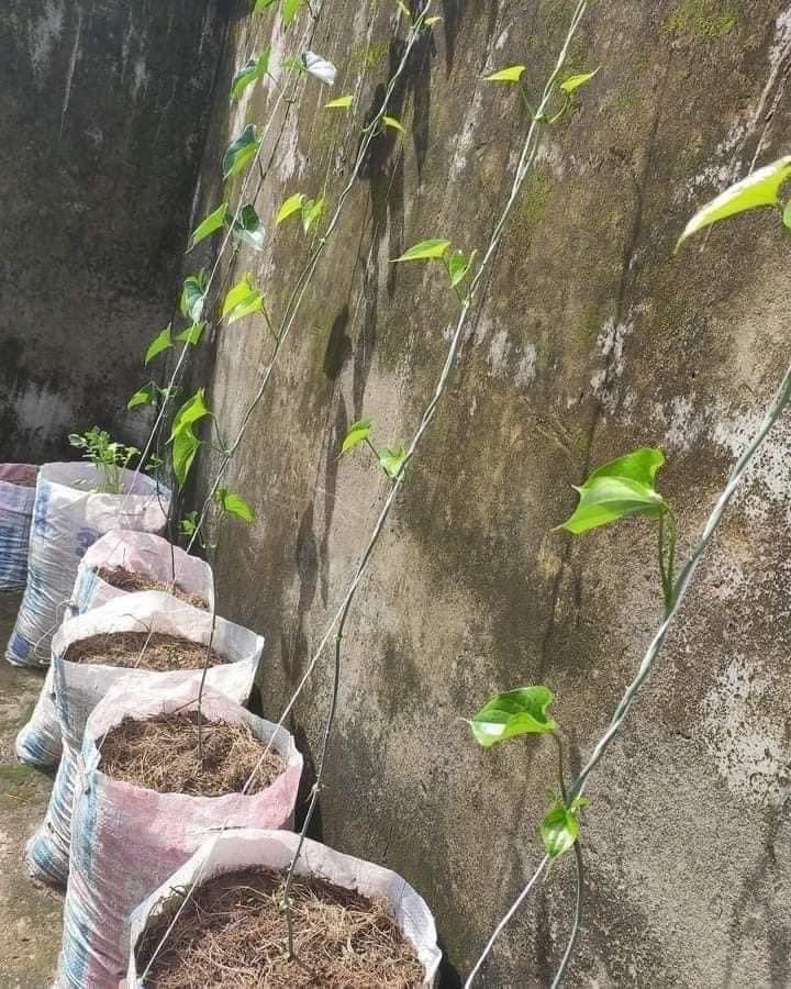 Step 4- You either bury the yam heads or Cut your yam into small sizes, rub the ash on the piece , then bury deep in the sack filled with soil. Step 5- Place the sacks outside where it can access rain and sunlight. Step 6- Soon as it starts springing leaves attach a stick to…