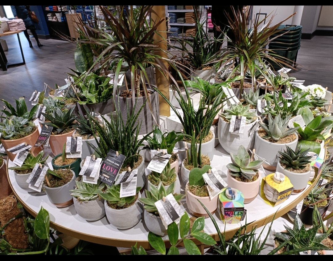 Yup, I went to @JohnLewisRetail and out of this lot I bought 2 beautiful succulents #plantlife