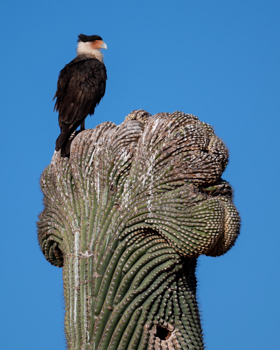 Crested Caracara on a crested Saguaro