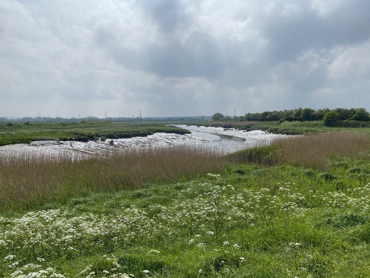 Took the train to Slade Green this morning and walked over Crayford Marshes for the first time. Cuckoo singing beyond the breakers yards and forklifts. Hedgerow alive with whitethroat. Common sandpiper, oystercatcher and avocet at the mouth of the Darent. Urban birding 😍