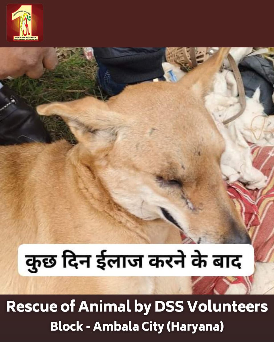 Healing hands make a world of difference! Dera Sacha Sauda volunteers in Ambala City, Haryana, are real-life heroes for injured animals, providing instant medical care. The transformation in their health is remarkable—truly a before and after to celebrate! 🐄🐾 #AnimalRescue…