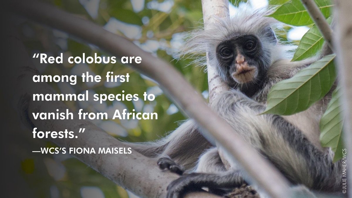 Saving a rare and little-known group of monkeys could have cascading net positive impacts on African tropical forest health, says a group of scientists. Read more: bit.ly/3woMj6T