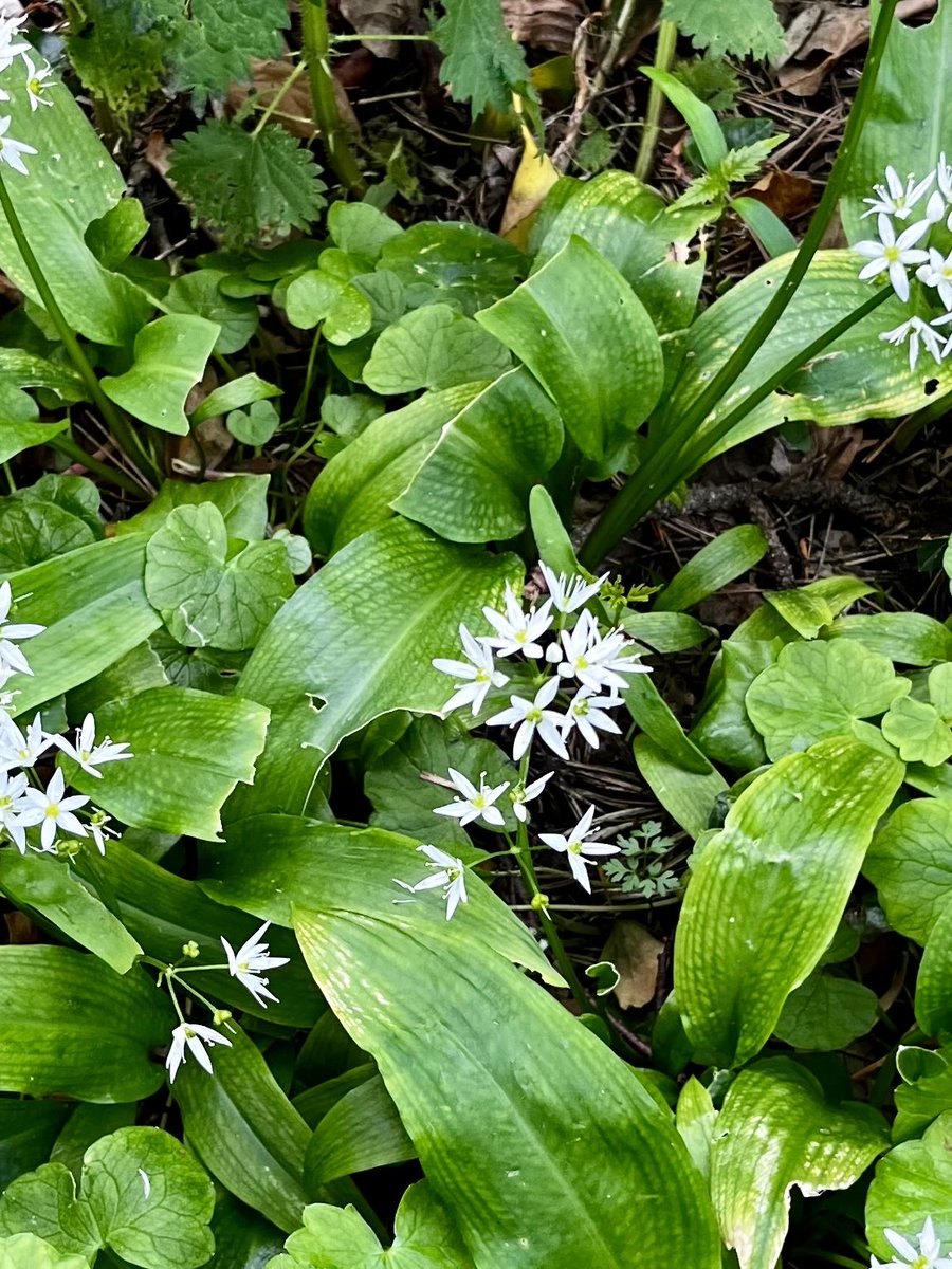 The wild garlic is out in St Anne’s Park.