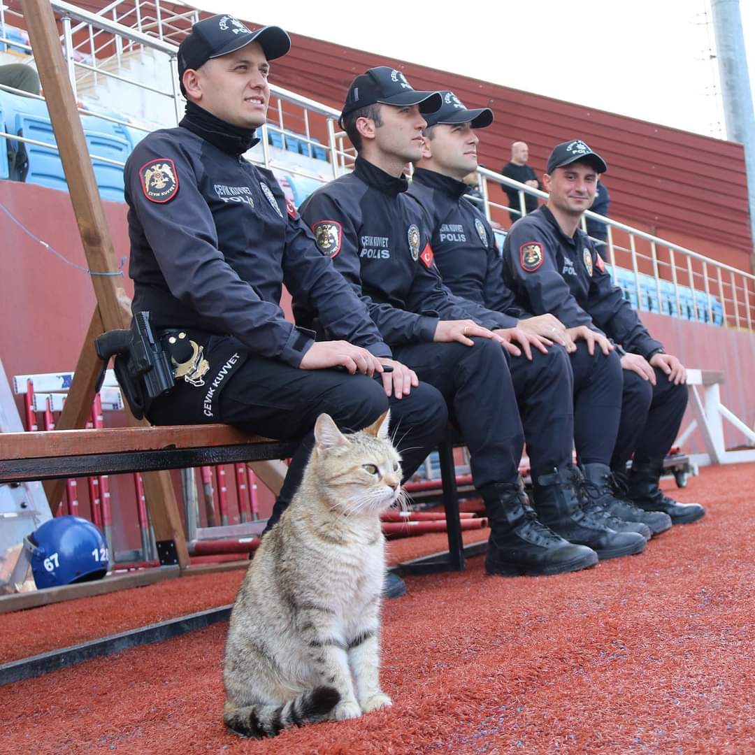 Şu kedi varya sizden daha vatan sever bilmem anlatabildim. 

🐱Endişeye gerek yok, herkes güvende! #posiminyanindayim