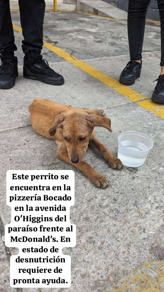 Urge ayuda y atención. Es un cachorro.