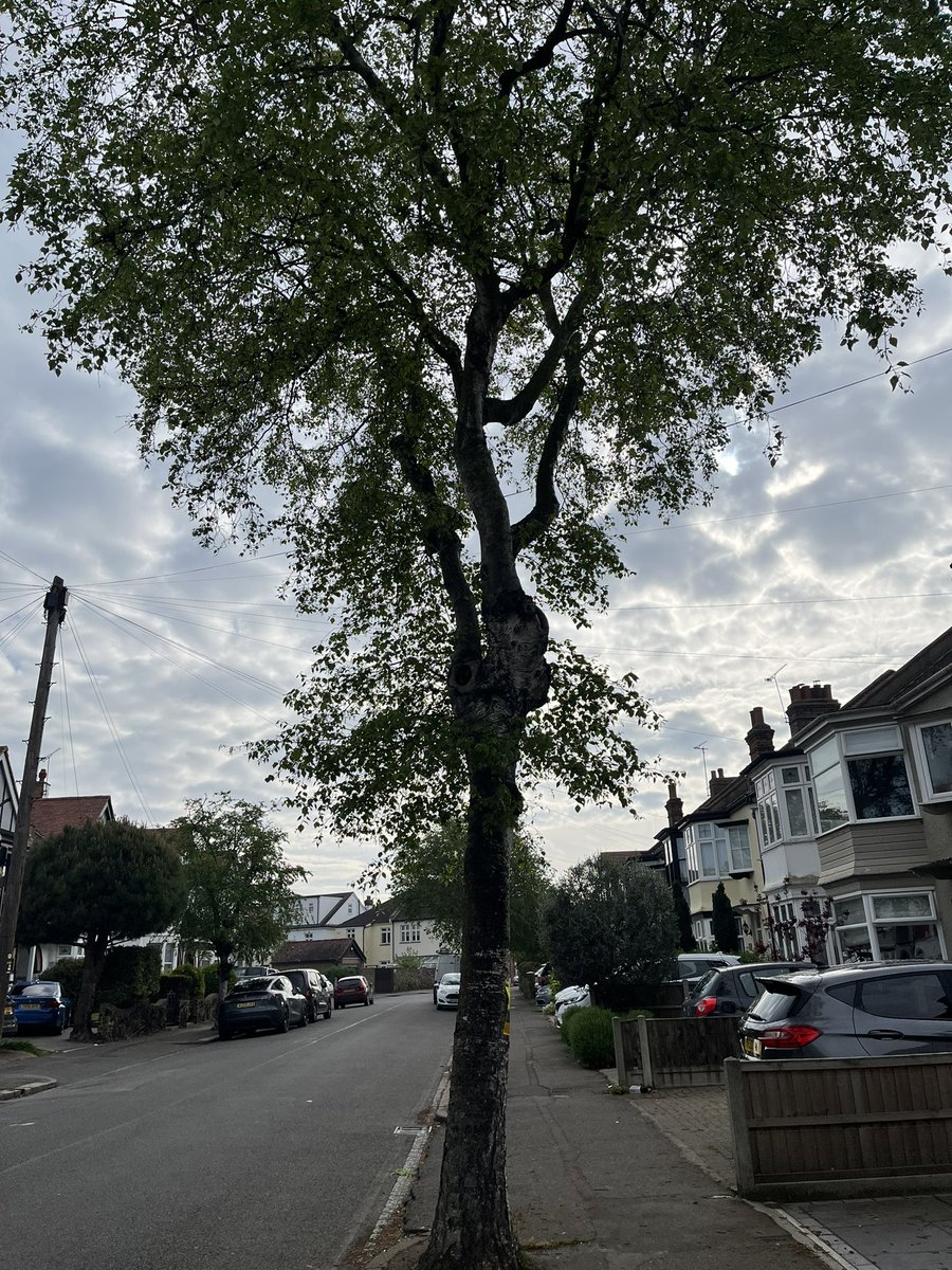 This #tree is scheduled to be cut down in #Southend. Rumours are that tree’s are felled to satisfy a contract. Activists in Southend have put in 16 freedom of information requests regarding felling of 300+ trees per yr but all answers have come back “commercially sensitive”.
