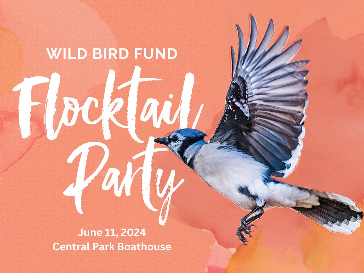 Tickets are now available to our spring gala on June 11! Come on out and help us celebrate NYC's precious wildlife and support our patients. Cocktails, hors d'oeuvres, entertainment and our famous silent and live auctions: bit.ly/flocktail2024