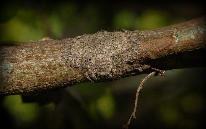 Tu la vois ? Connu en anglais sous le nom de wrap-around spider, littéralement « araignée enroulante », ce joli et subtil spécimen d'Australie se camoufle parfaitement en épousant de tout son corps la branche où il se trouve, se rendant invisible !